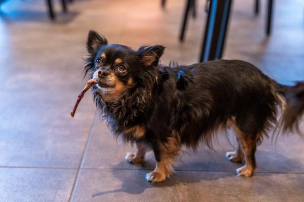 Sonne, Spaß & Hundeglück 